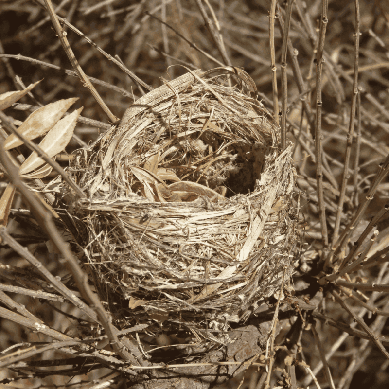 vogelnesten onder zonnepanelen