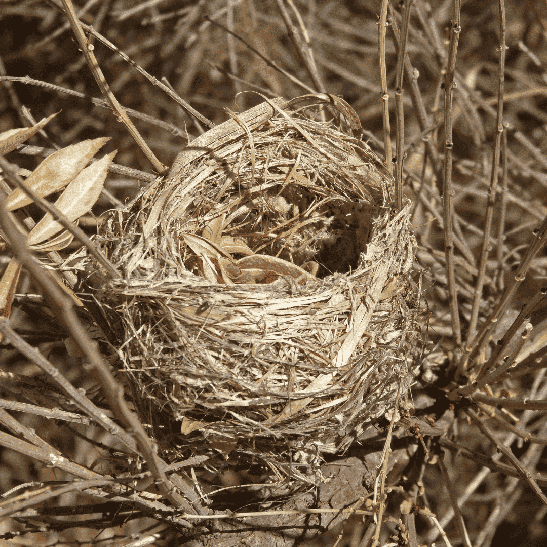 vogelnesten onder zonnepanelen